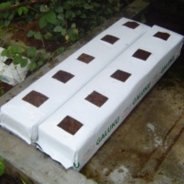 Coconut Peat With Clean Soil