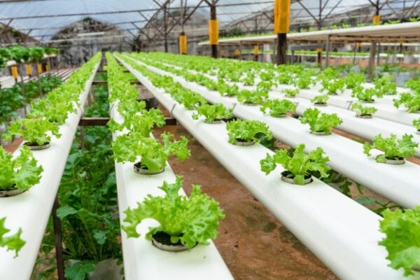Grow Bags