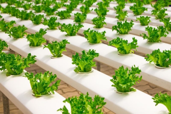 Coco Peat Grow Bags