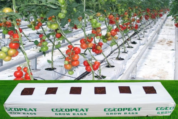 Coconut Peat Pressed Blocks