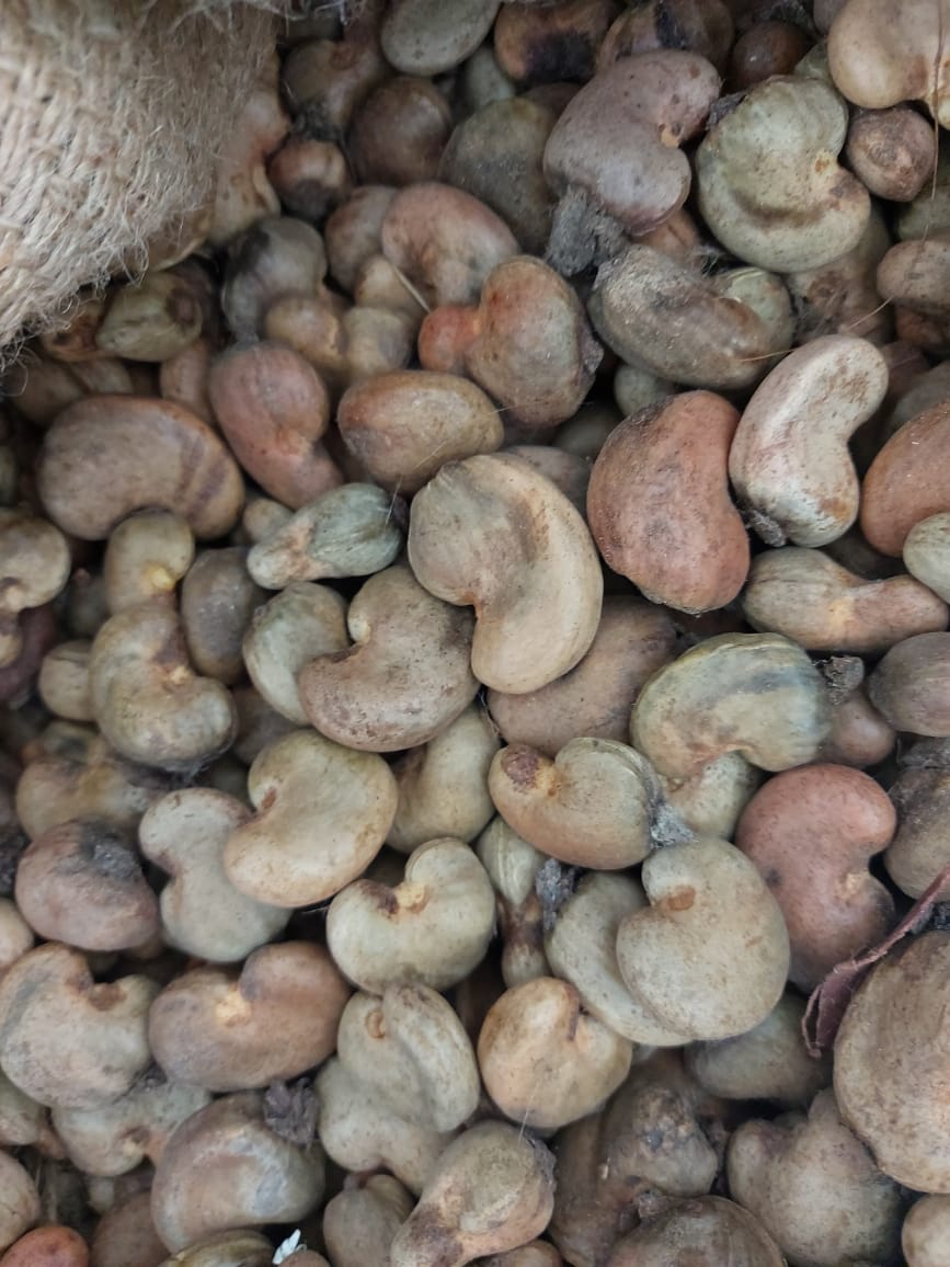 Raw cashew nut