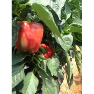 Bell pepper