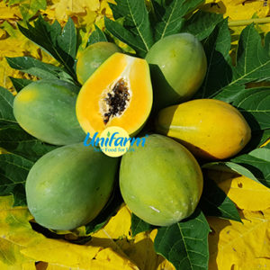 Hawaii papaya