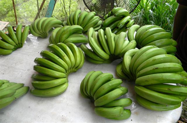 Laba banana
