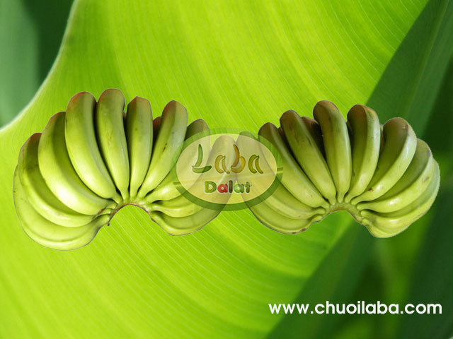 Laba banana