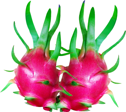 White Flesh Dragon Fruit