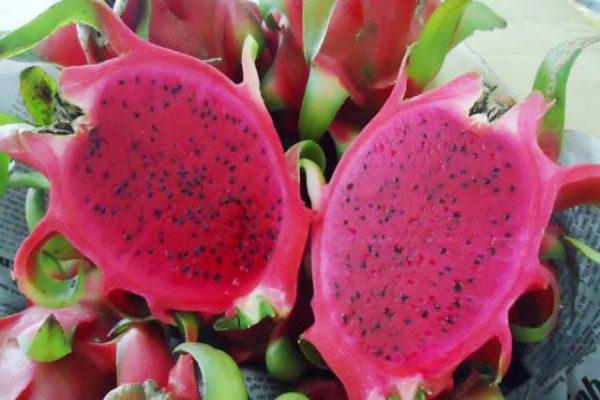 Red flesh dragon fruit