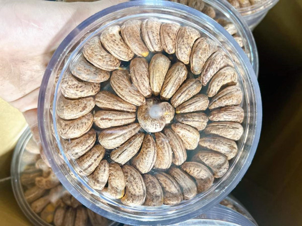 Cashews