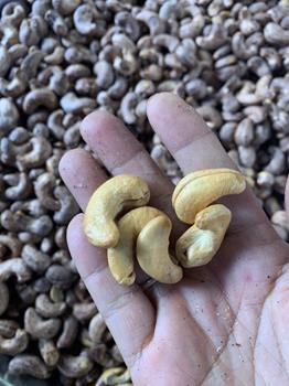 Shelled cashews
