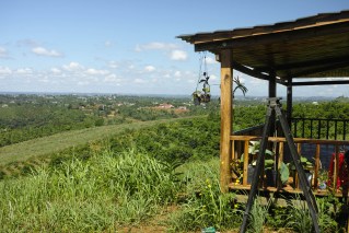 Coffee farm