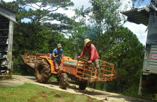 Coffee farm