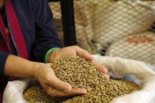 Coffee farm