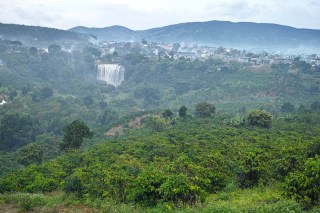 Coffee farm