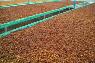 Coffee processing