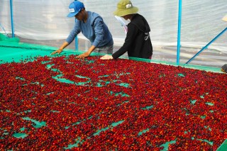Coffee processing