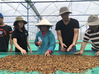 Coffee processing