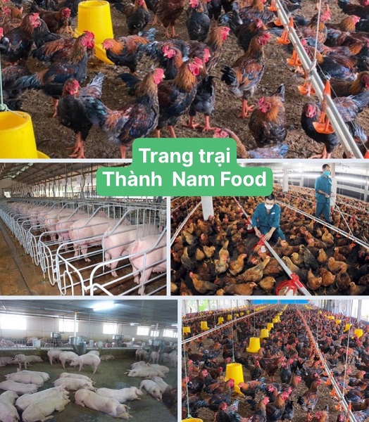 Thanh Nam Farm