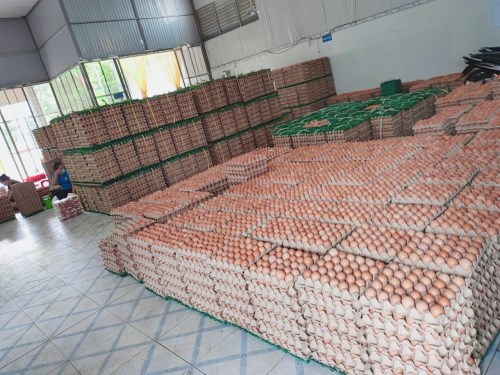 Poultry eggs