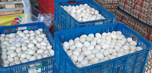 Poultry eggs