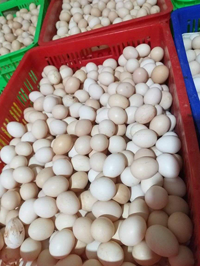 Poultry eggs