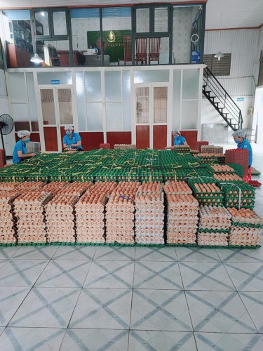 Poultry eggs