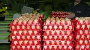 Industrial chicken egg