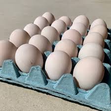 Duck eggs