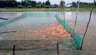 Seafood waste water treatment