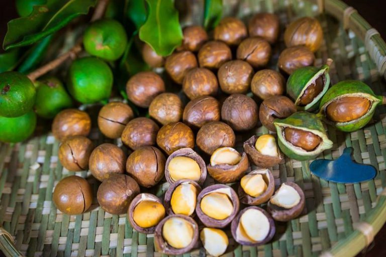 Macadamia nuts