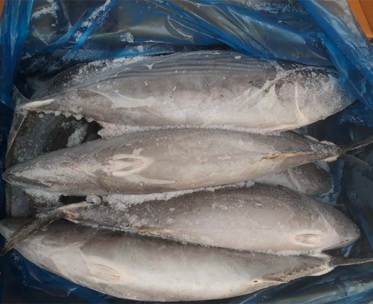 Frozen tuna