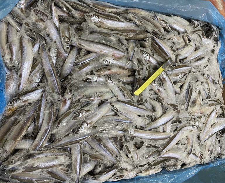 Frozen capelin