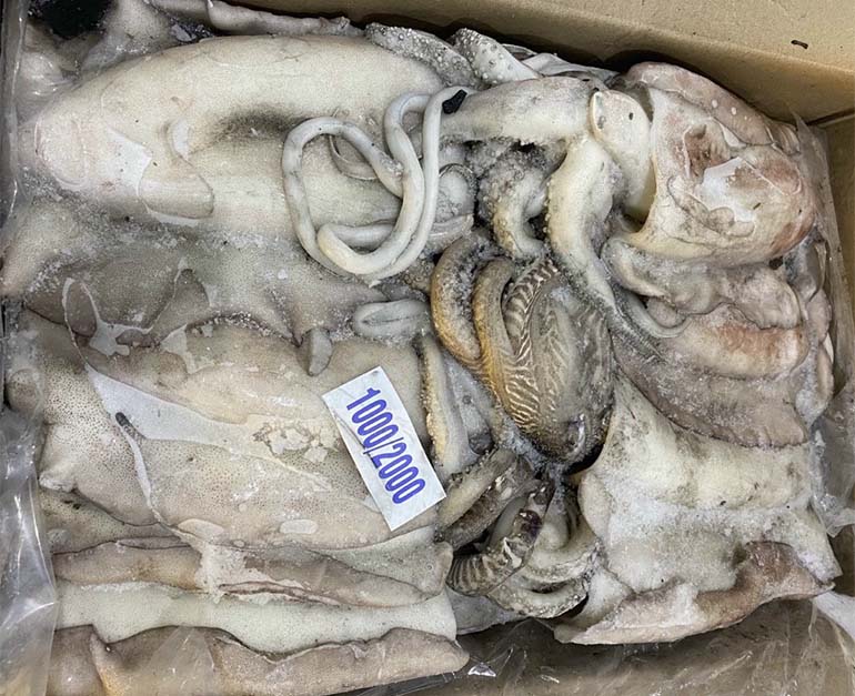 Frozen cuttlefish