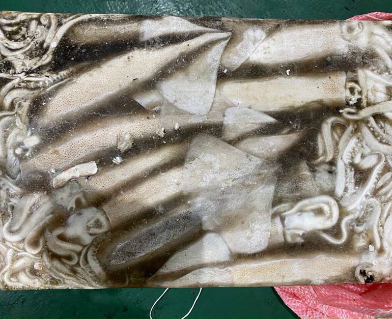Frozen squid