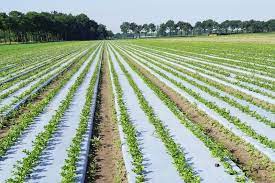 Agricultural film