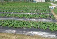 Agricultural film