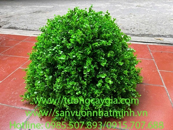 Chinese perfume plant in pots