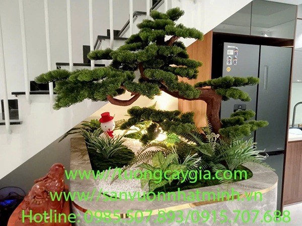 Buddhist pine in pots