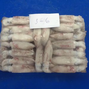 Frozen squid whole round
