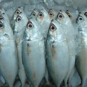 Indian mackerel
