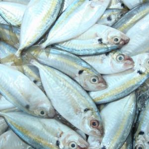 Yellow stripe trevally