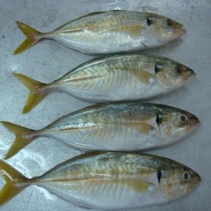 Yellow tail scad