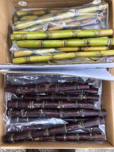 Frozen Sugarcane