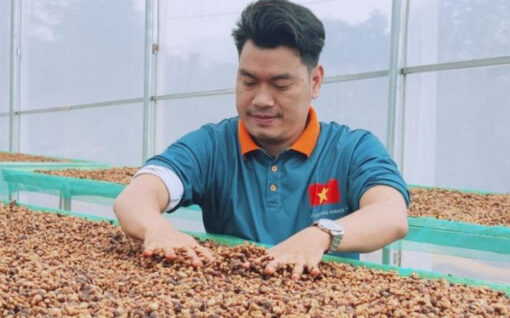 Arabica coffee