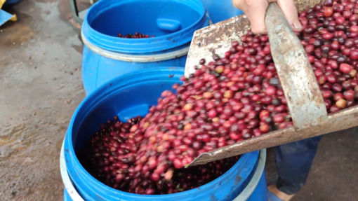 Arabica coffee