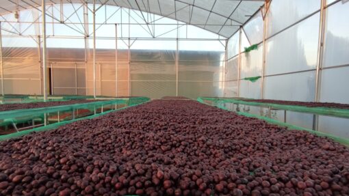 Arabica coffee