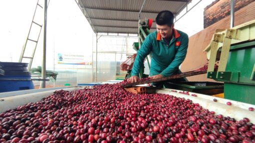 Arabica coffee