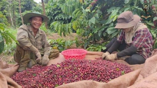 Robusta Anaerobic Natural coffee