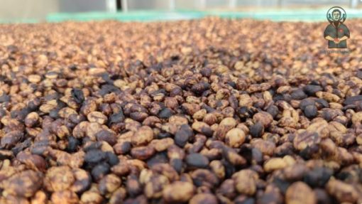 Robusta Red Honey coffee