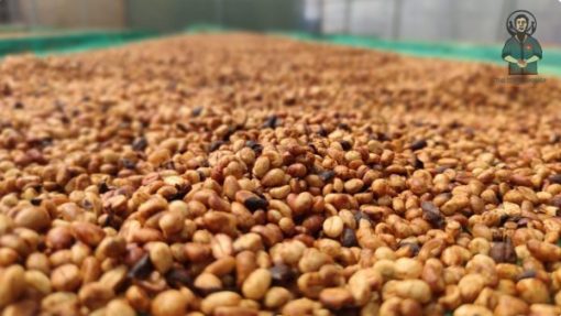 Robusta Yellow Honey coffee
