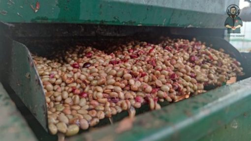 Robusta Yellow Honey coffee